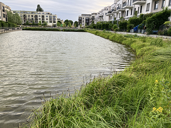 Grünstreifen an einem Wasserbecken, das von Wohngebäuden umgeben ist. 