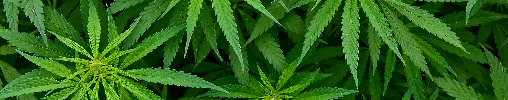 Abbildung von mehreren Cannabis-Pflanzen.