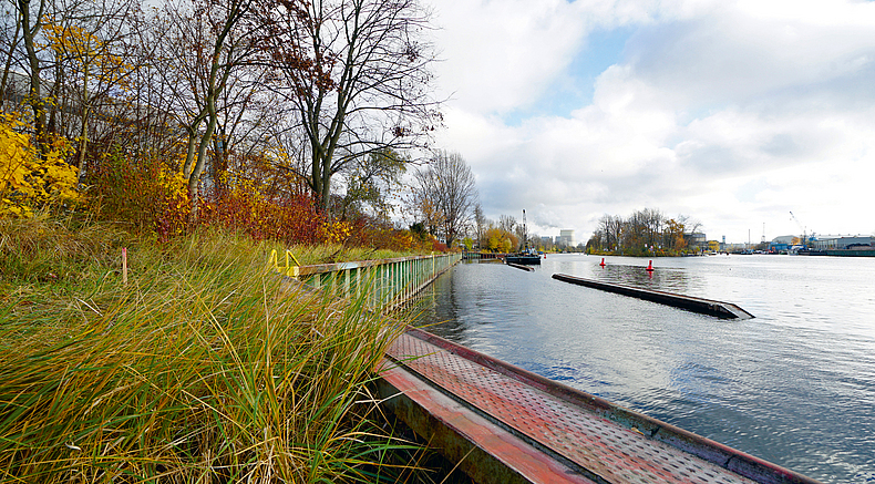 Die künftige Flachwasserzone mit Schilfgürtel zu Beginn der Bauarbeiten.