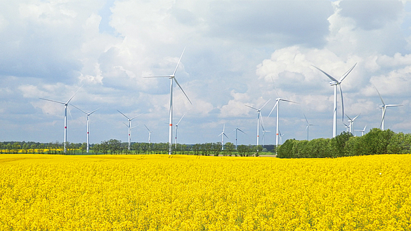 Ein Rapsfeld mit Windkraftanlagen.