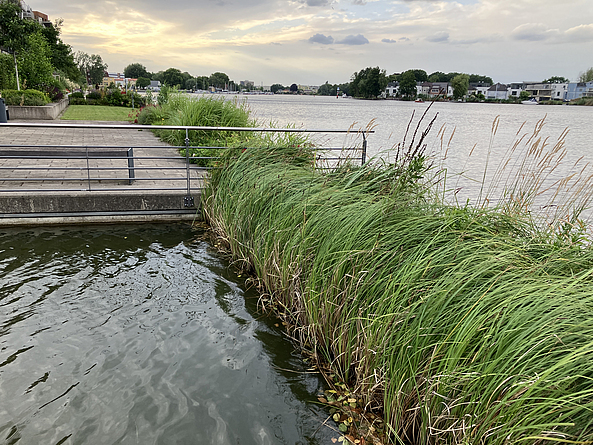 Begrünter Uferbereich an einem Fluss.