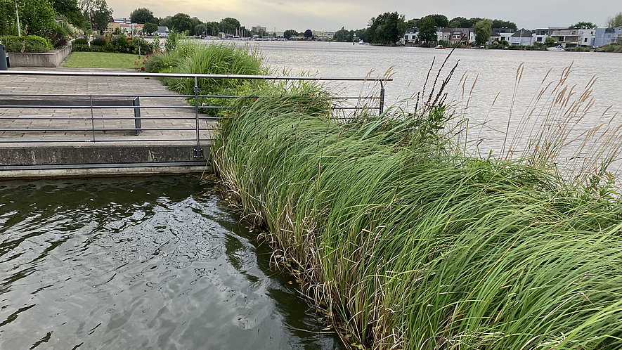 Begrünter Uferbereich an einem Fluss.