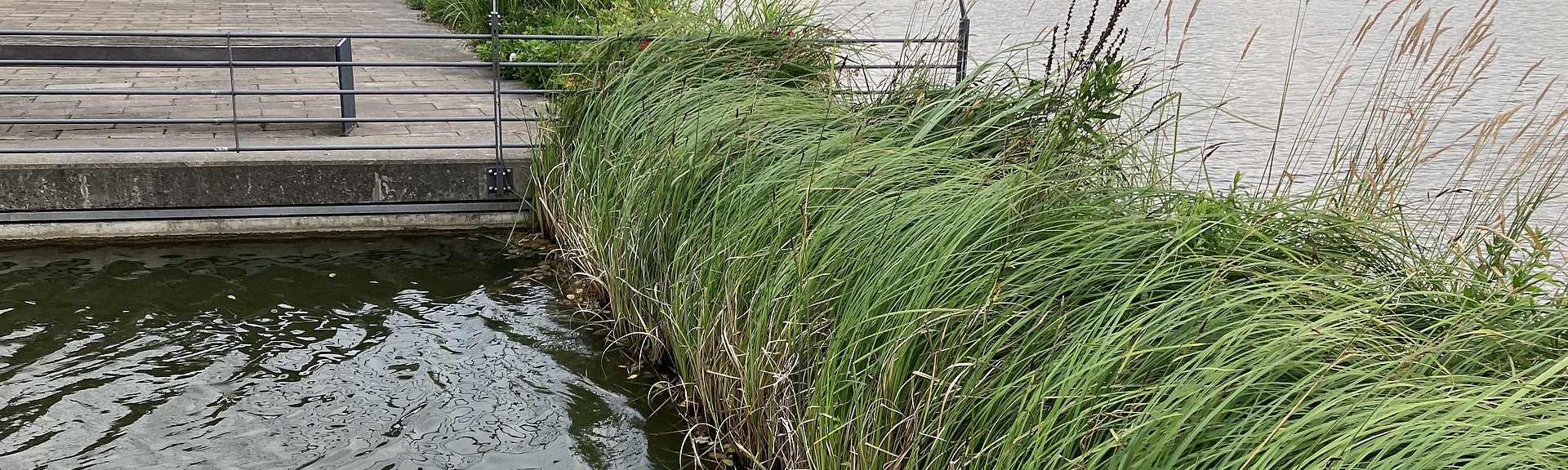 Begrünter Uferbereich an einem Fluss.