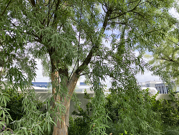 Sehr fülliger Baum auf dem Dach des AERA-Gebäudes.