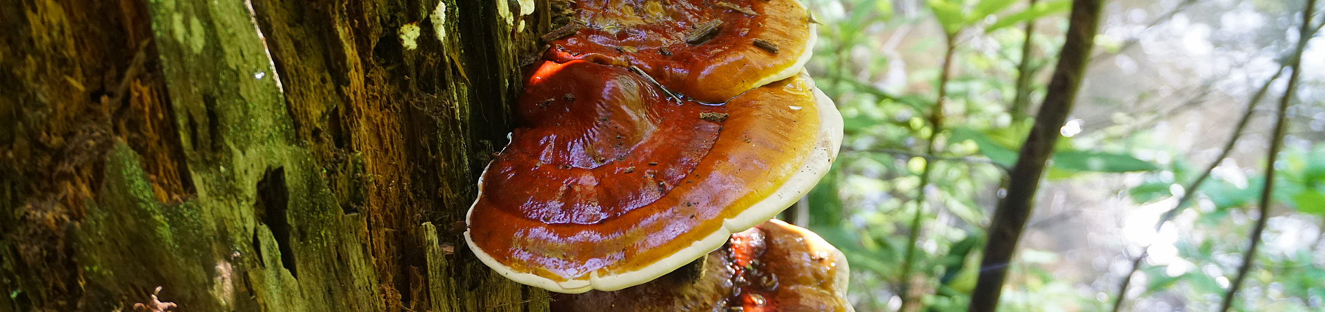 Reishi-Pilz (Ganoderma tsugae) wächst im Wald. 