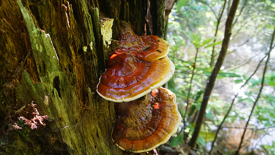 Reishi-Pilz (Ganoderma tsugae) wächst im Wald. 