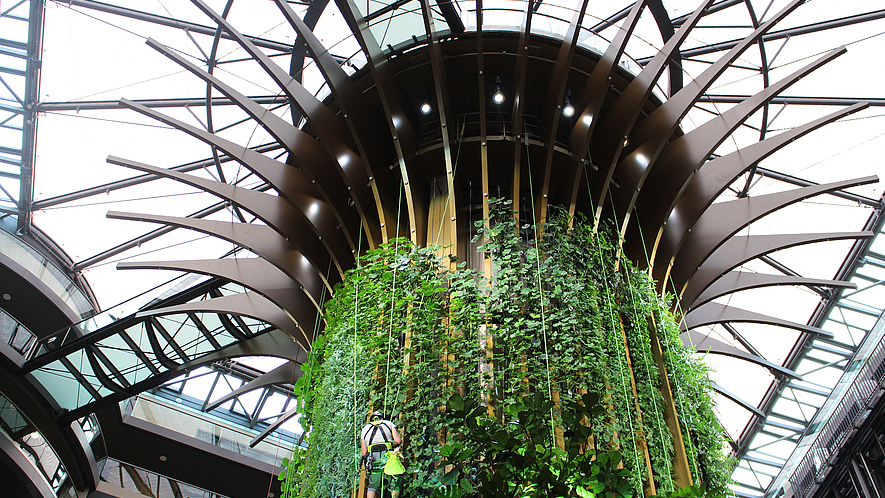 Living Tree Fachkongress Absturzsicherheit Pflanzenpflege mit Seilzugangstechnik im Radisson beim 9. Fachkongress für Absturzsicherheit 2025.