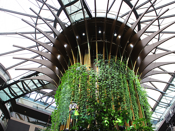 Pflanzenpflege mit Seilzugangstechnik im Radisson beim 9. Fachkongress für Absturzsicherheit 2025.