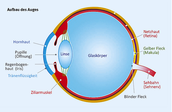 Die Grafik vom Querschnitt eines menschlichen Auges illustriert die Anordnung von Pupille, Linse, Glaskörper, Hornhaut, Netzhaut und weiteren Augenbestandteilen.