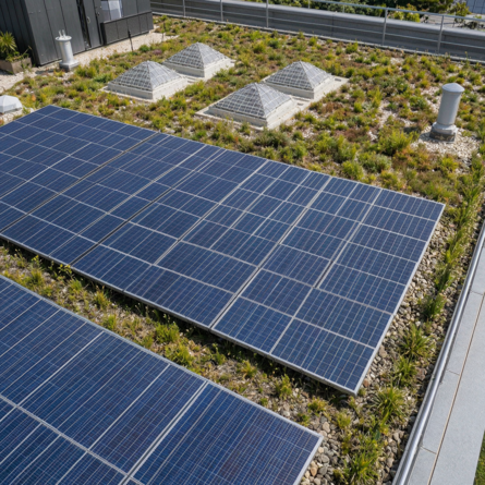 Solarmodule auf einem begrünten Flachdach mit Oberlichtern und Lüftungsrohren.