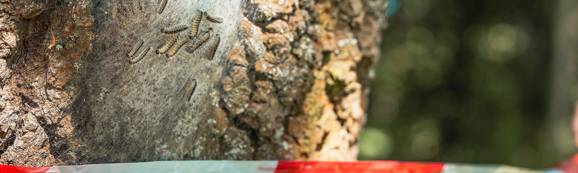 Absperrband vor einem Baum mit Eichenprozessionsspinnern.