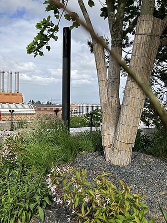 Begrünte Dachfläche mit einem großen Baum und einem schwarzen Mast.